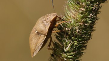 plosnita cerealelor eurygaster