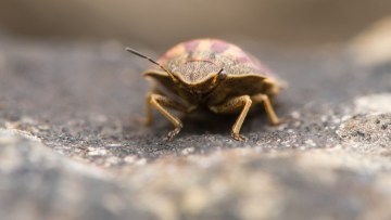 plosnita mirositoare cereale
