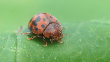 buburuza lucernei