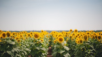 floarea soarelui