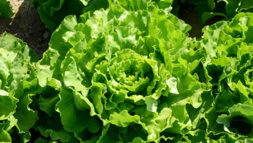 salata verde