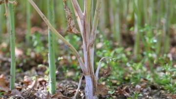 Tulpină de rapiță infectată cu Sclerotinia sclerotiorum, decolorată, într-o cultură