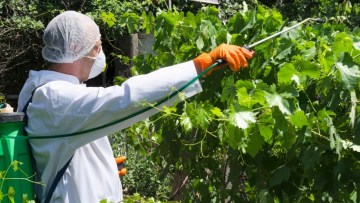 prevenirea bolilor prin stropirea vitei de vie