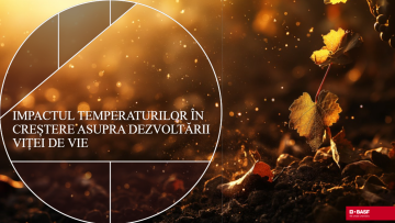 impact temperatura vita de vie