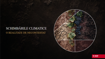 impact schimbarile climatice in viticultura