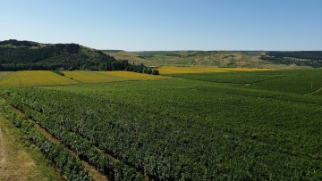 vita de vie in regiunea cotnari