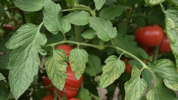 cum arata patarea cafenie la tomate