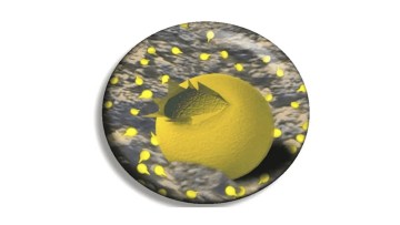 modul de actiune la sol a erbicidului Stomp® Aqua
