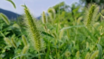erbicide recomandate impotriva mohorului