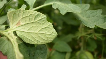 patarea cafenie a tomatelor cauze