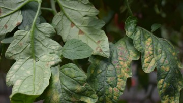 patarea cafenie a tomatelor simptome