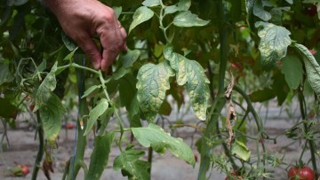 patarea cafenie la tomate