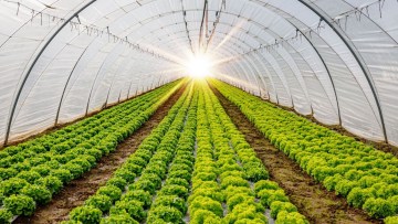 masuri de protectie impotriva bolii Rhizoctonia la salata