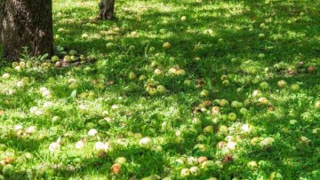 caderea prematura a fructelor