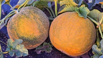 cultivarea pepenilor de diverse soiuri
