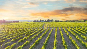 apus de soare in vita de vie