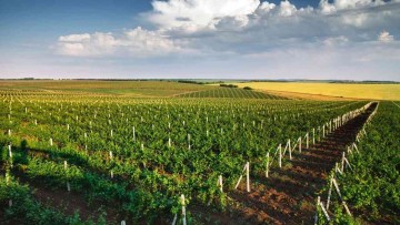 Dealul Banatului, zona viticola din Romania
