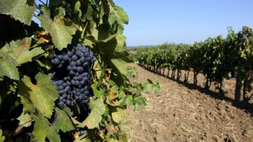 struguri de vin din regiunile viticole din Romania
