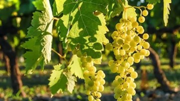 regiuni viticole din Romania cu struguri albi
