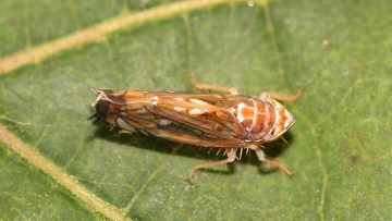 cicada, vectorul principal al transmiterii ingalbenirii aurii la vita de vie