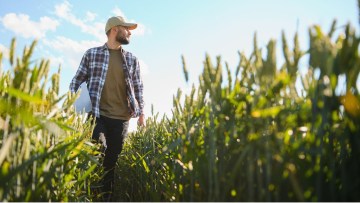 tanar fermier in lanul de porumb