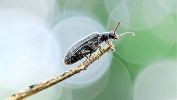 lagria villosa