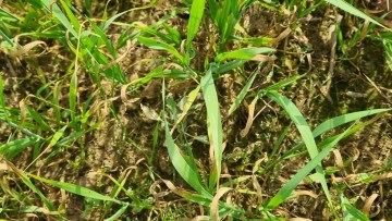 ce inseamna septorioza la grau