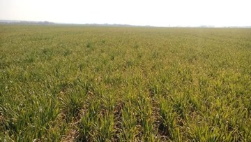 ce este septorioza la grau