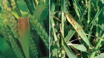 combatere septorioza la grau