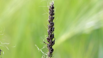 boli transmisibile prin sol