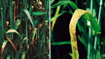 conditii care favorizeaza septorioza la grau