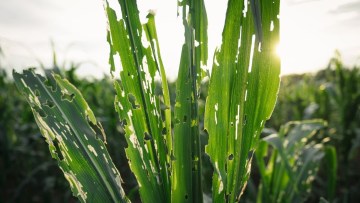 frunze porumb atacate de ratisoara tanymecus