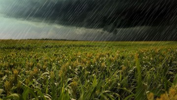 camp de porumb cu nori