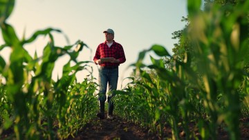 fermier in lan porumb verde