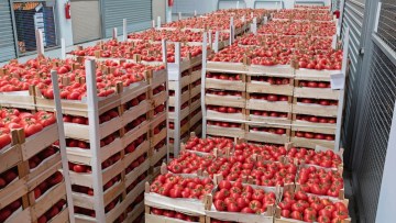 metode de depozitare a tomatelor in functie de durata