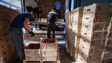 depozitarea tomatelor si transportul acestora