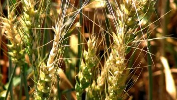 aspecte biologice ale fuzariozei la grau