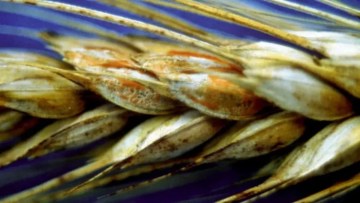 factori care favorizeaza fuzarioza la grau