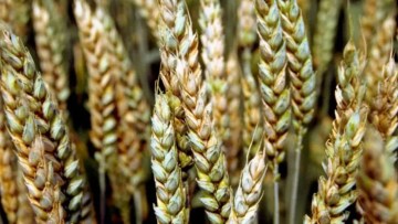 aspect fuzarioza la grau