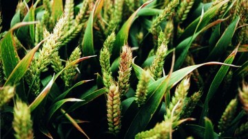 combatere fuzarioza la grau