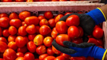 temperaturi optime pentru depozitarea tomatelor