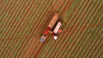 perioada de recoltare si depozitare a tomatelor