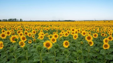 camp sanatos cu hibrizi cu toleranta la putregaiul carbunos floarea soarelui