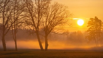 copaci apus de soare