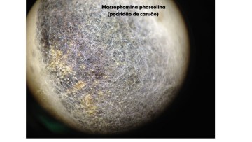 putregaiul carbunos floarea soarelui