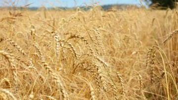 combatere boli la secara