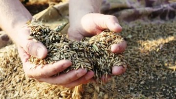 principalele boli la secara