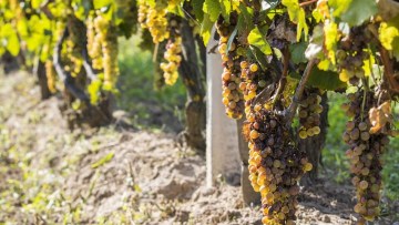 de ce apare putregaiul cenusiu