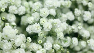 cultivarea florilor in sera - floarea miresei