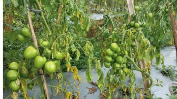 ofilirea sau fuzarioza tomatelor, una dintre bolile tomatelor